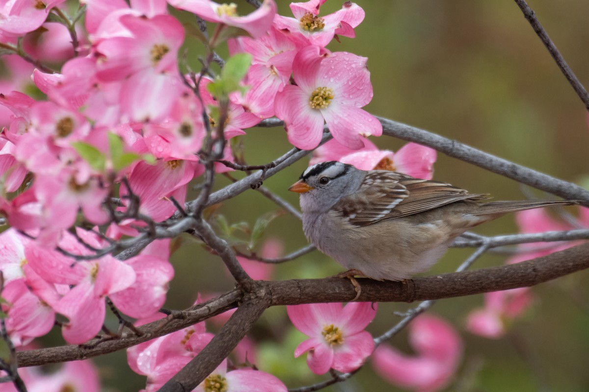 White-crowned Sparrow - ML617403408