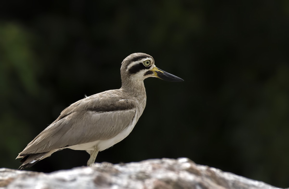 Great Thick-knee - ML617403409