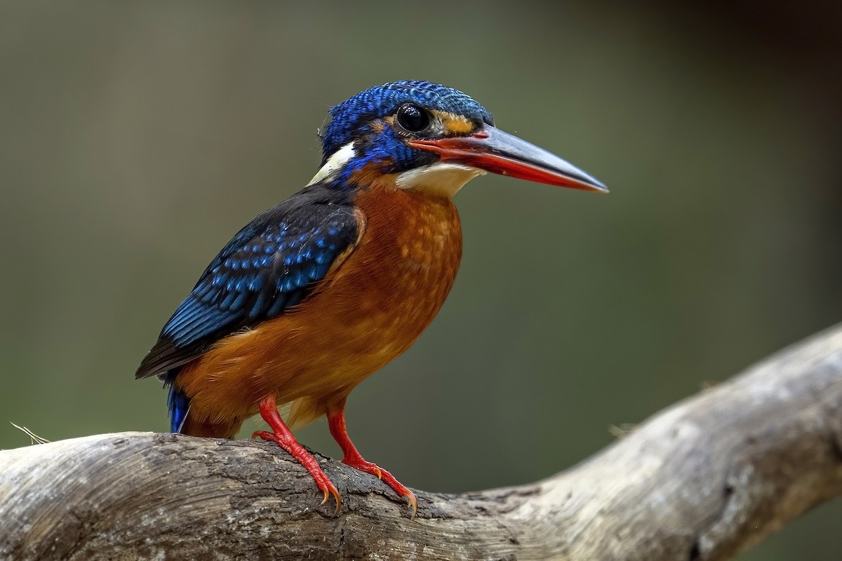 Blue-eared Kingfisher - ML617403418