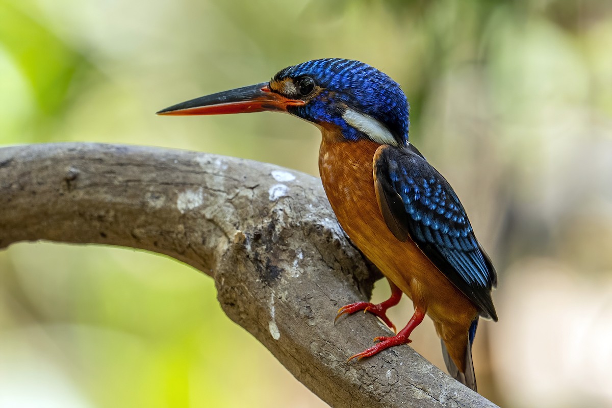 Blue-eared Kingfisher - ML617403419