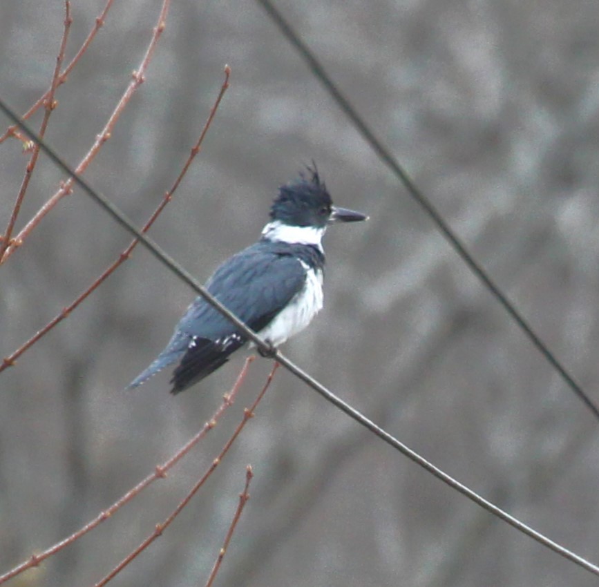 Belted Kingfisher - ML617403441
