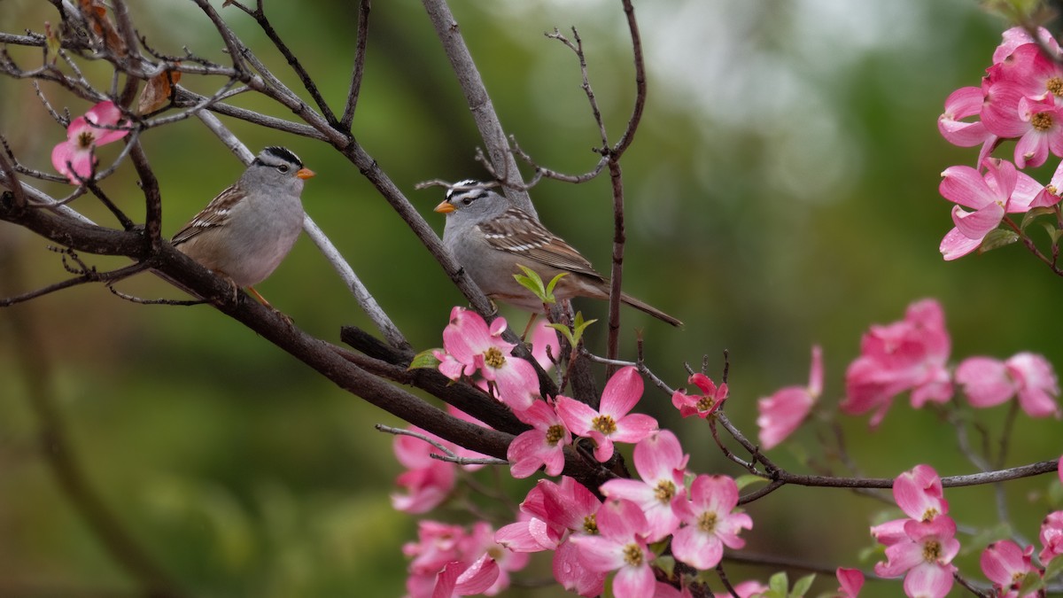 White-crowned Sparrow - ML617403452