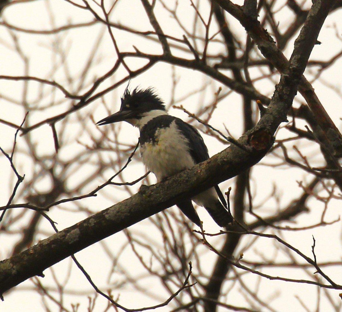 Belted Kingfisher - Theresa Gessing