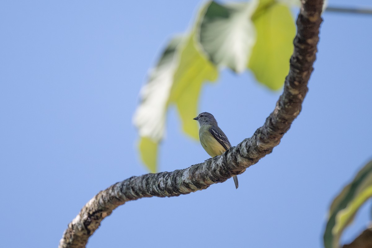 Yellow-crowned Tyrannulet - Charles Thomas