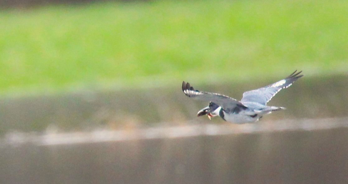 Belted Kingfisher - ML617403515