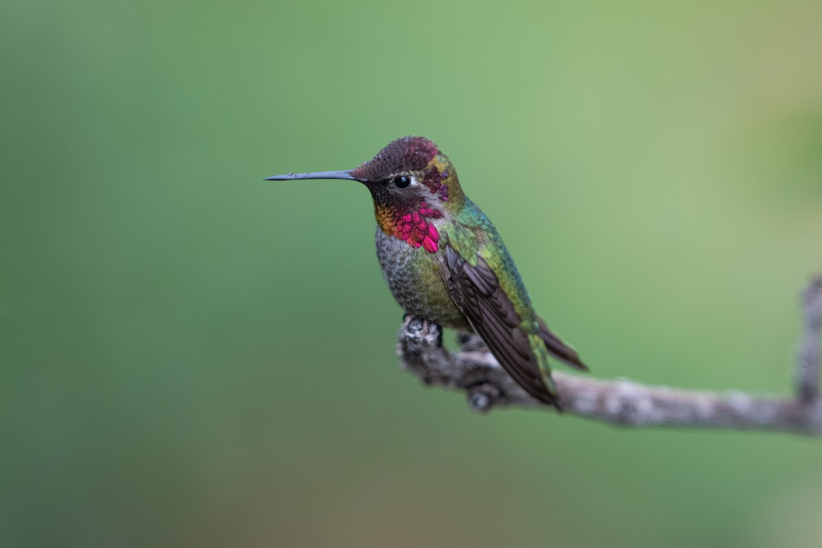 Anna's Hummingbird - Della Alcorn