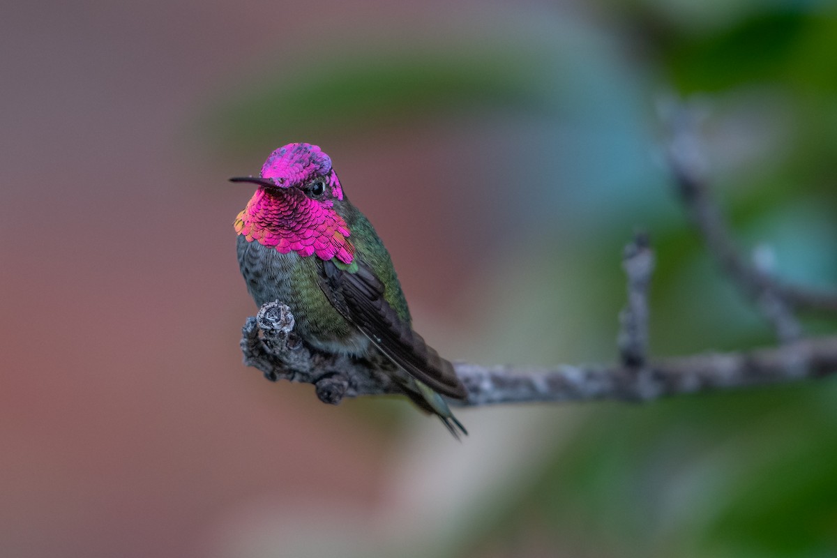 Anna's Hummingbird - Della Alcorn