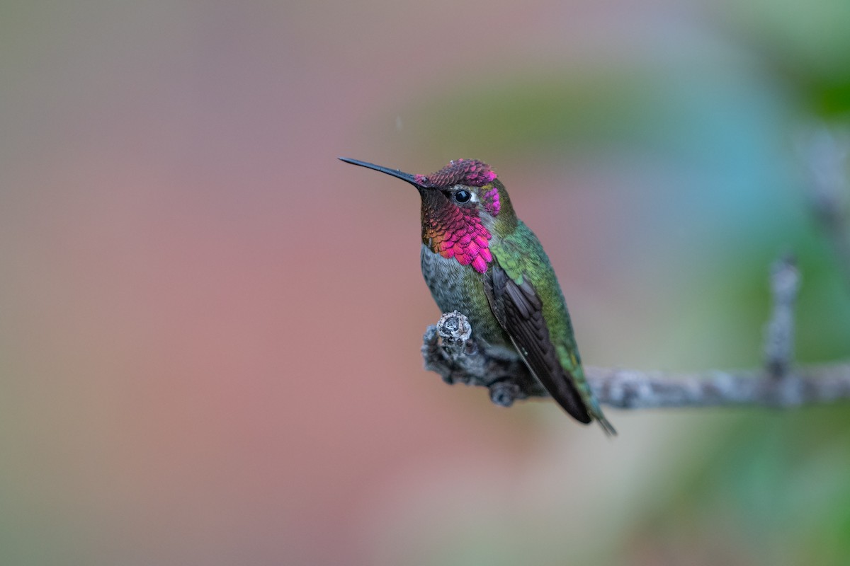 Anna's Hummingbird - ML617403548