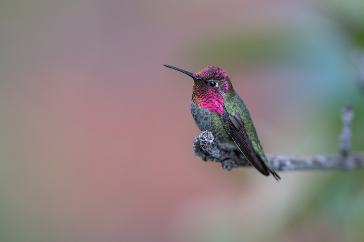 Anna's Hummingbird - ML617403554