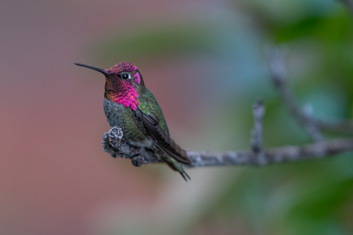 Anna's Hummingbird - ML617403558