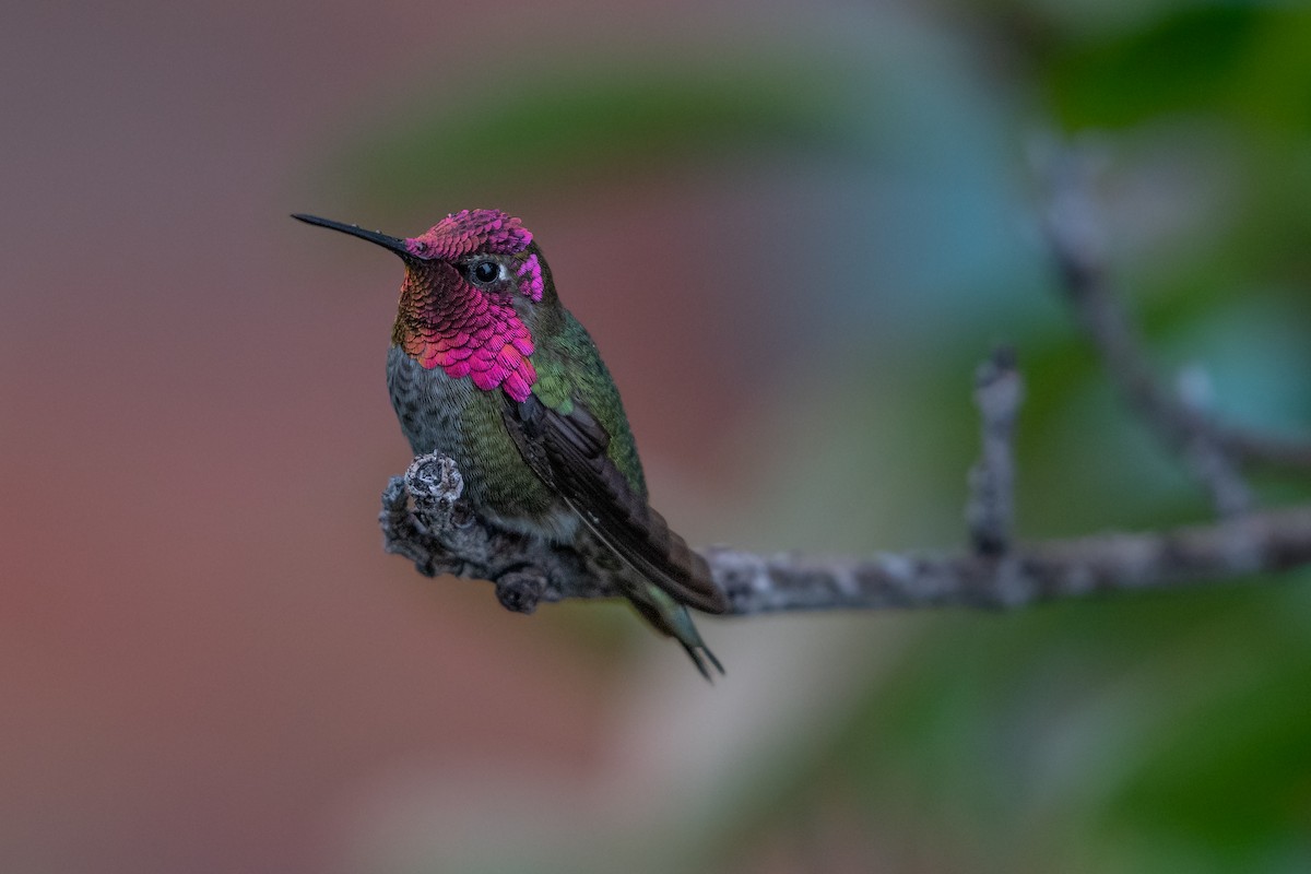Anna's Hummingbird - ML617403569