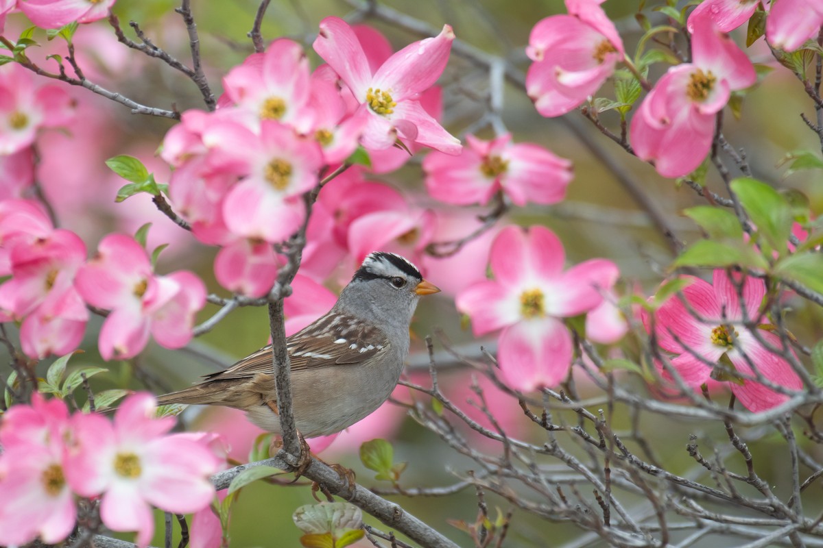 White-crowned Sparrow - ML617403636