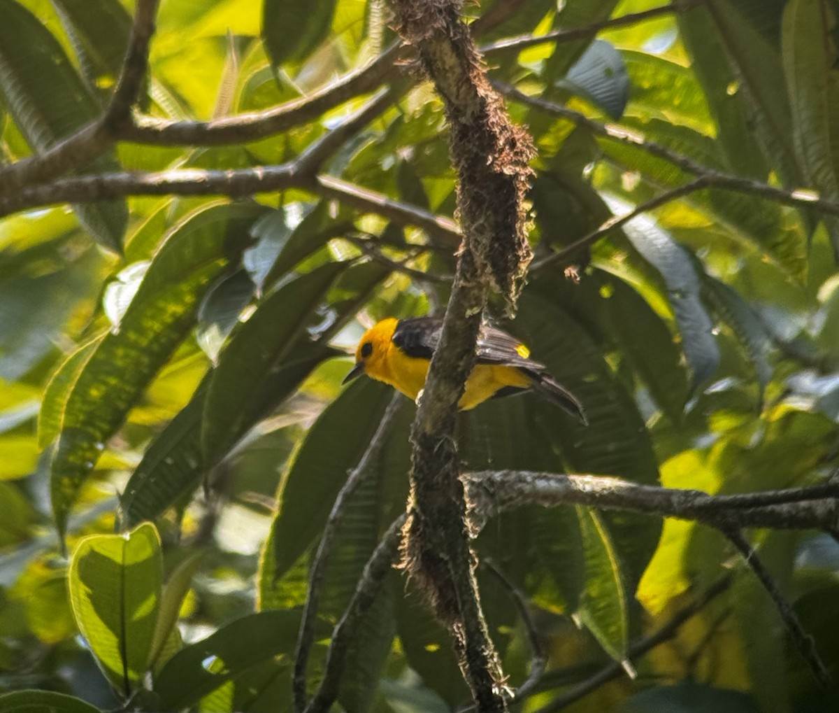 Black-and-yellow Tanager - ML617403647