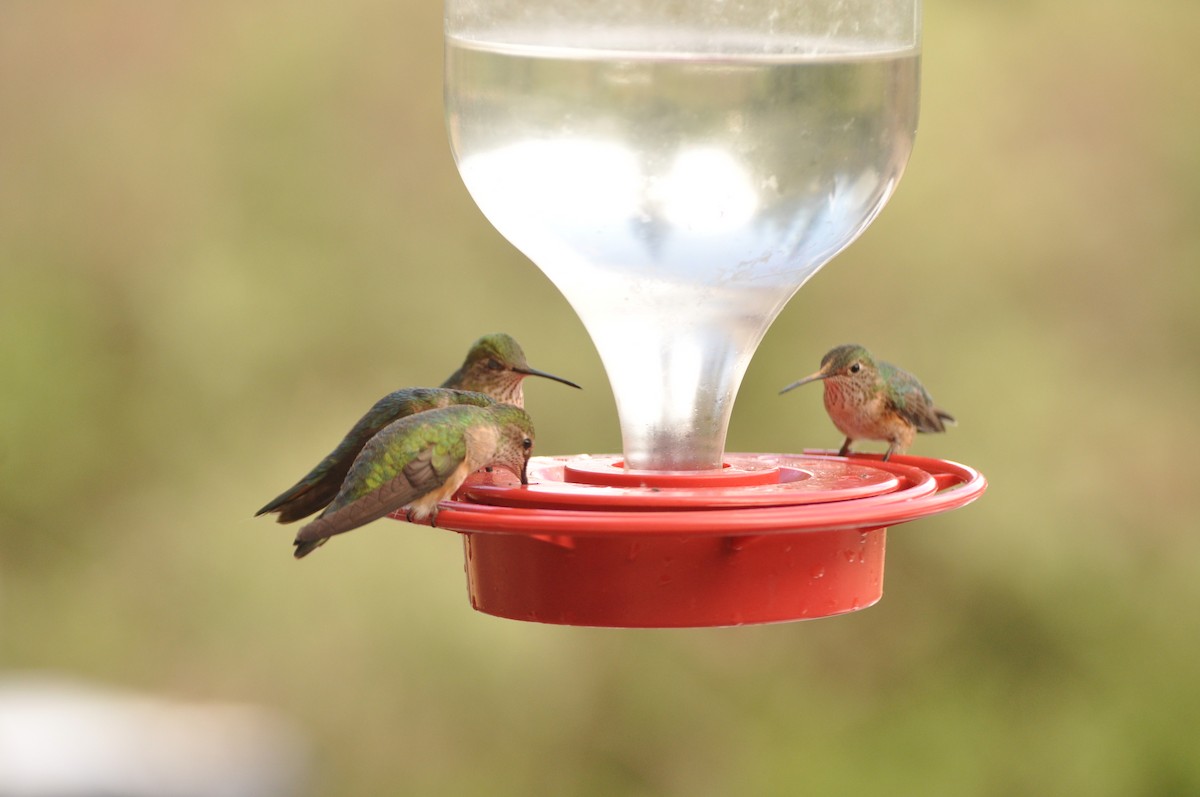 Broad-tailed Hummingbird - ML617403711