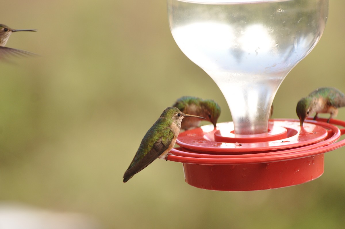 Broad-tailed Hummingbird - ML617403712