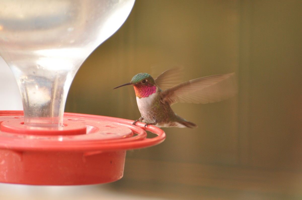Broad-tailed Hummingbird - ML617403714