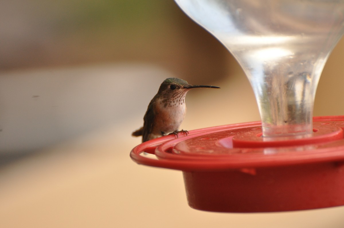 Broad-tailed Hummingbird - ML617403715