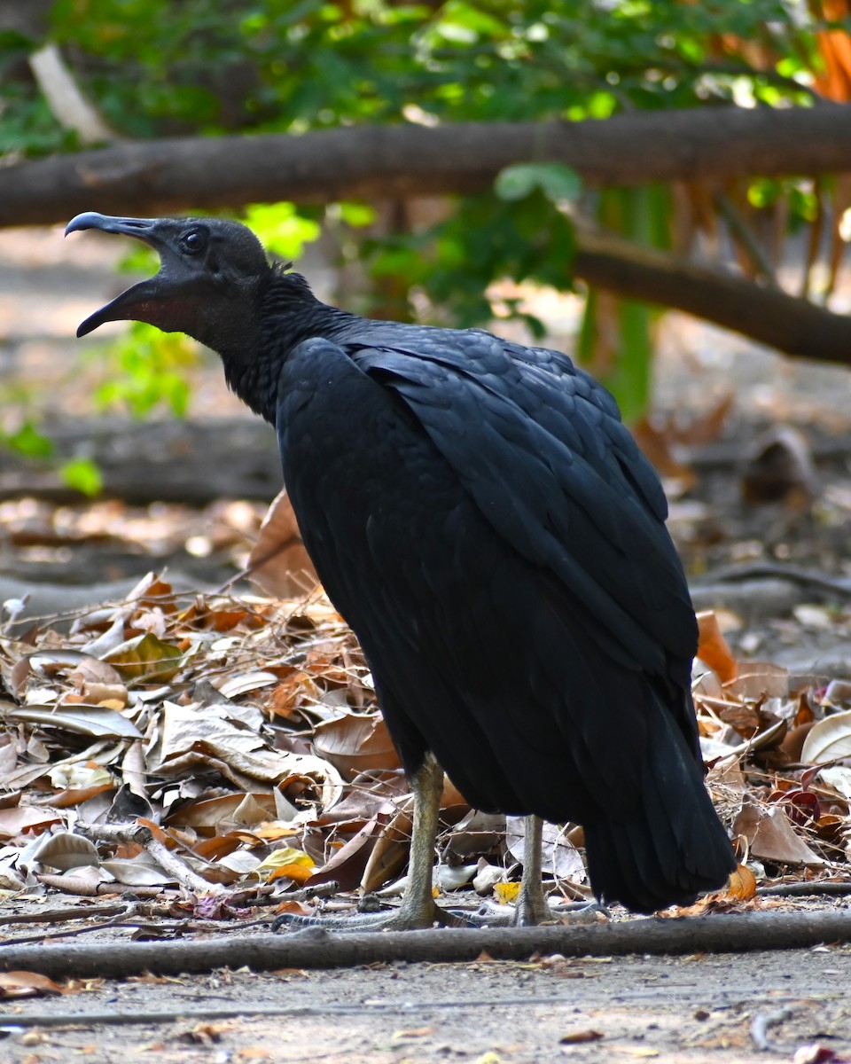 Black Vulture - Francois Cloutier