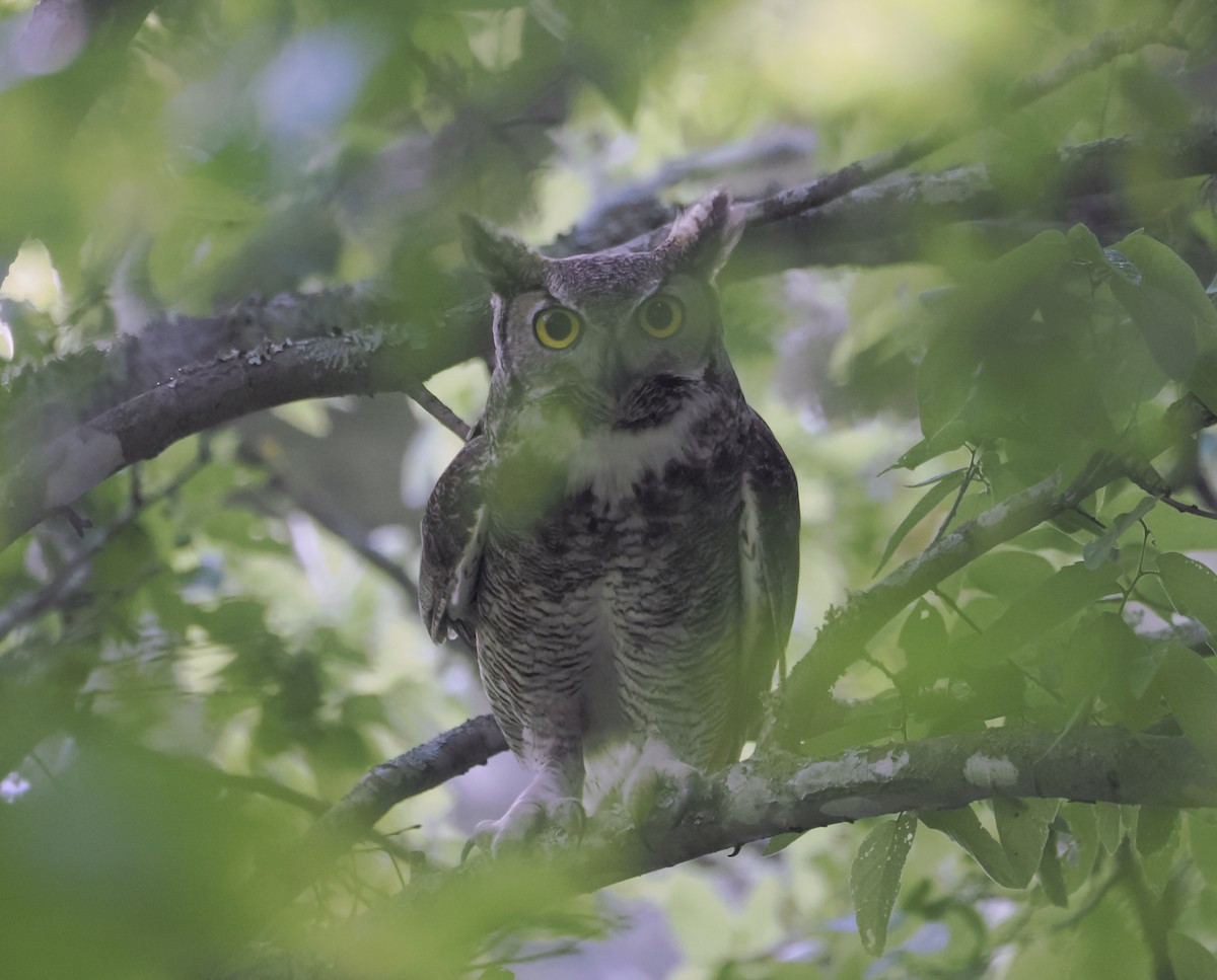 Great Horned Owl - ML617403778
