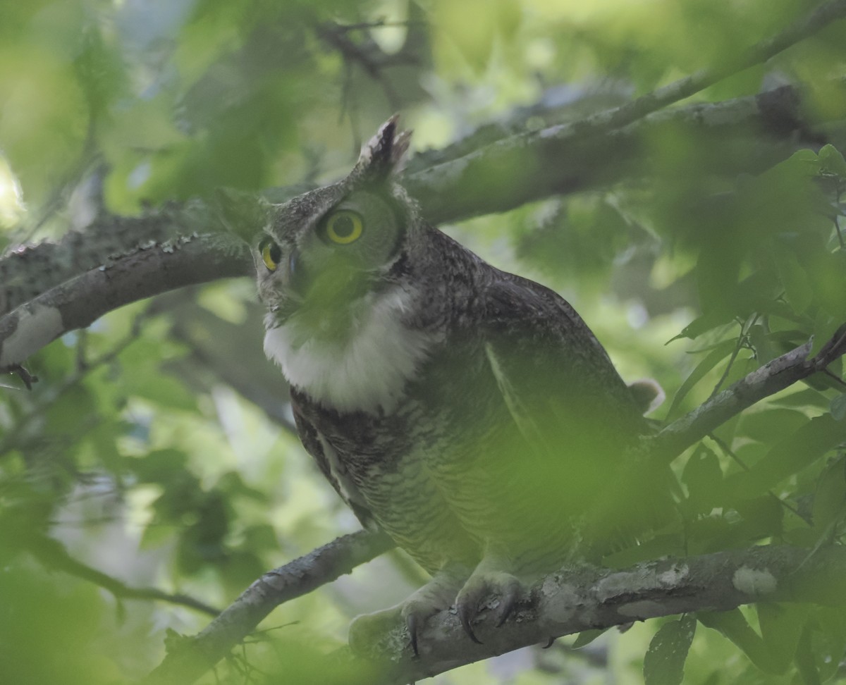 Great Horned Owl - Randy Pinkston