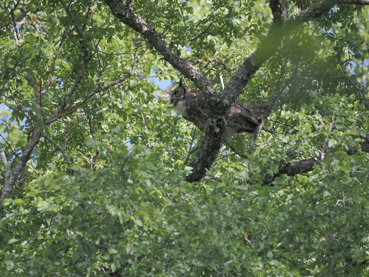 Great Horned Owl - ML617403805