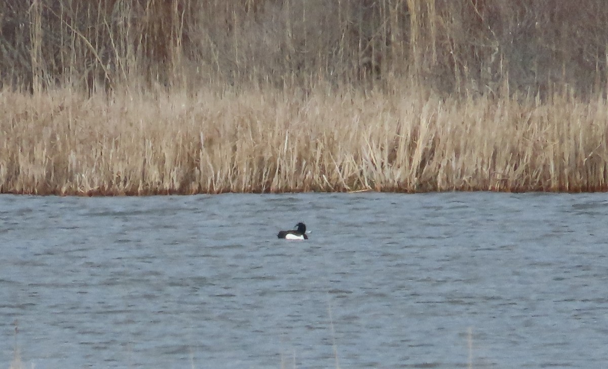 Tufted Duck - ML617403840