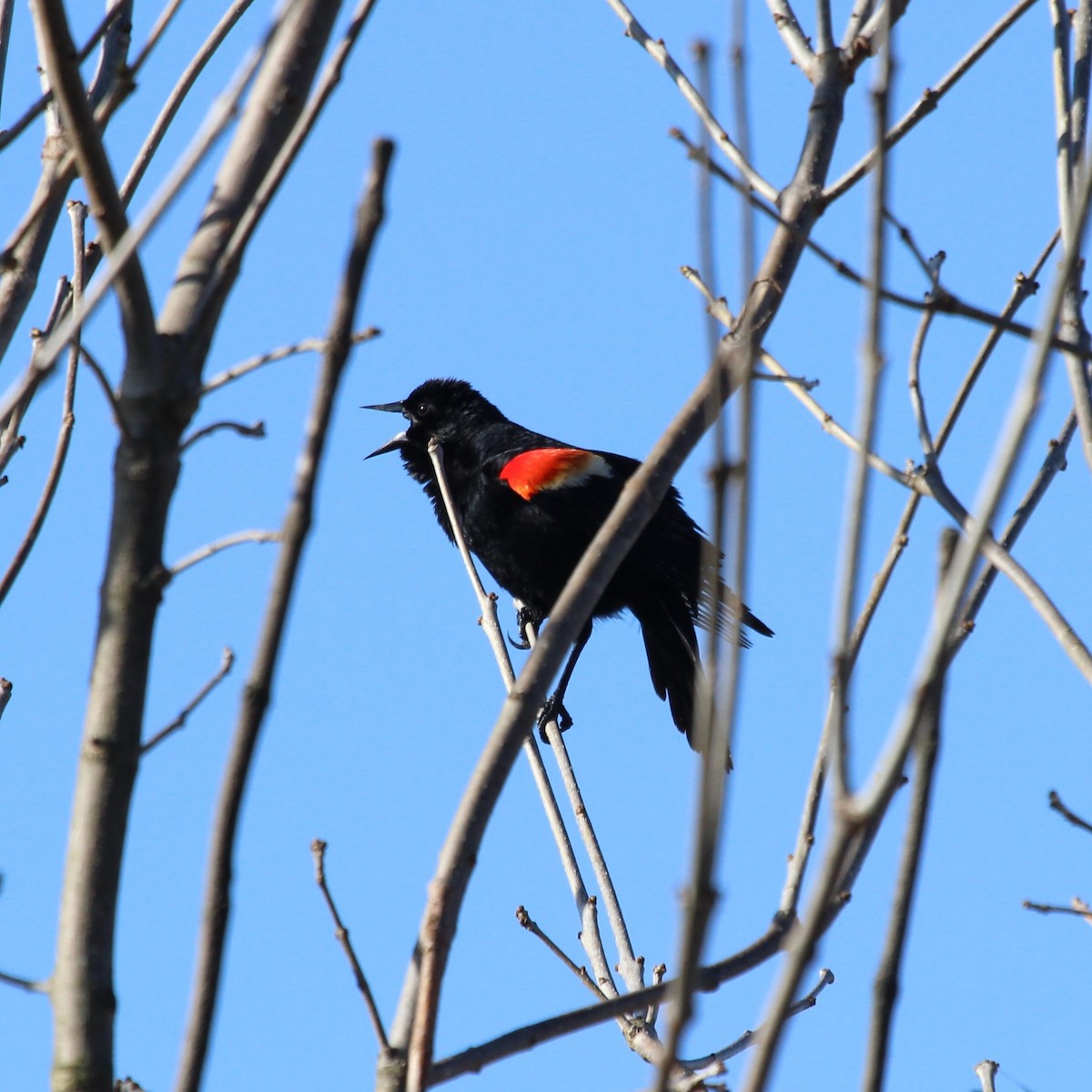 Red-winged Blackbird - ML617403851