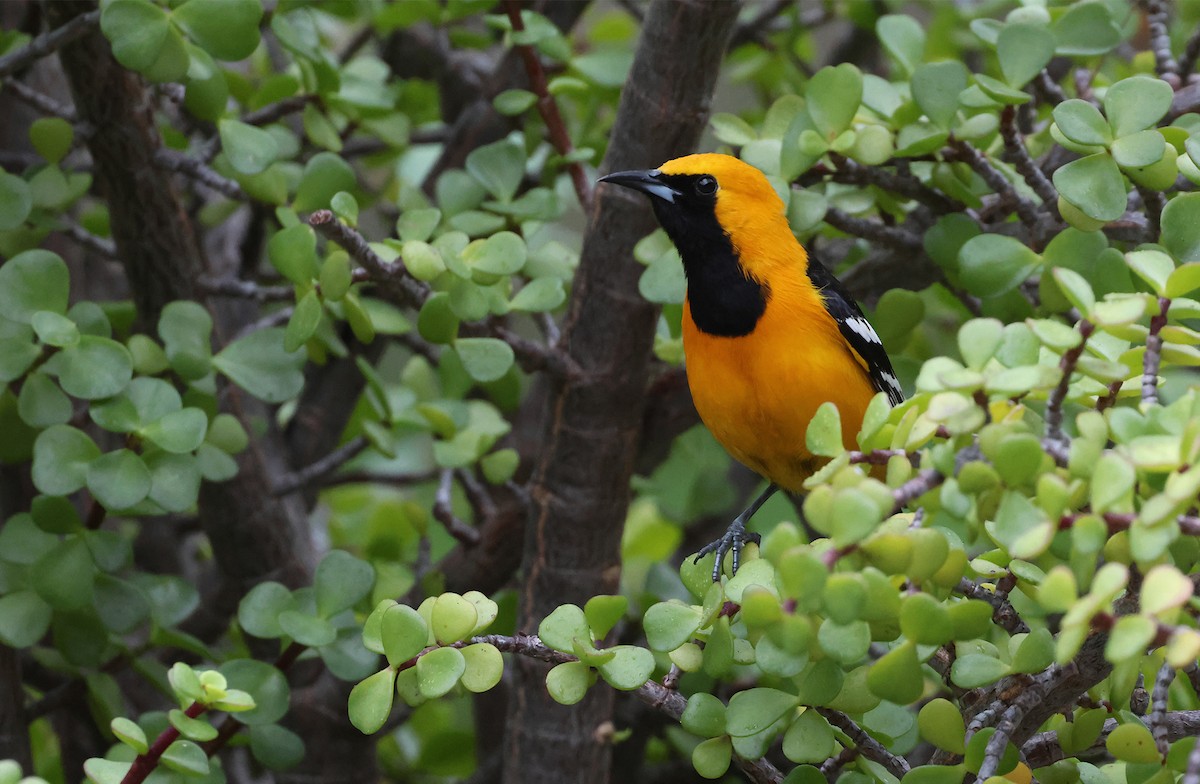 Hooded Oriole (nelsoni Group) - ML617403885