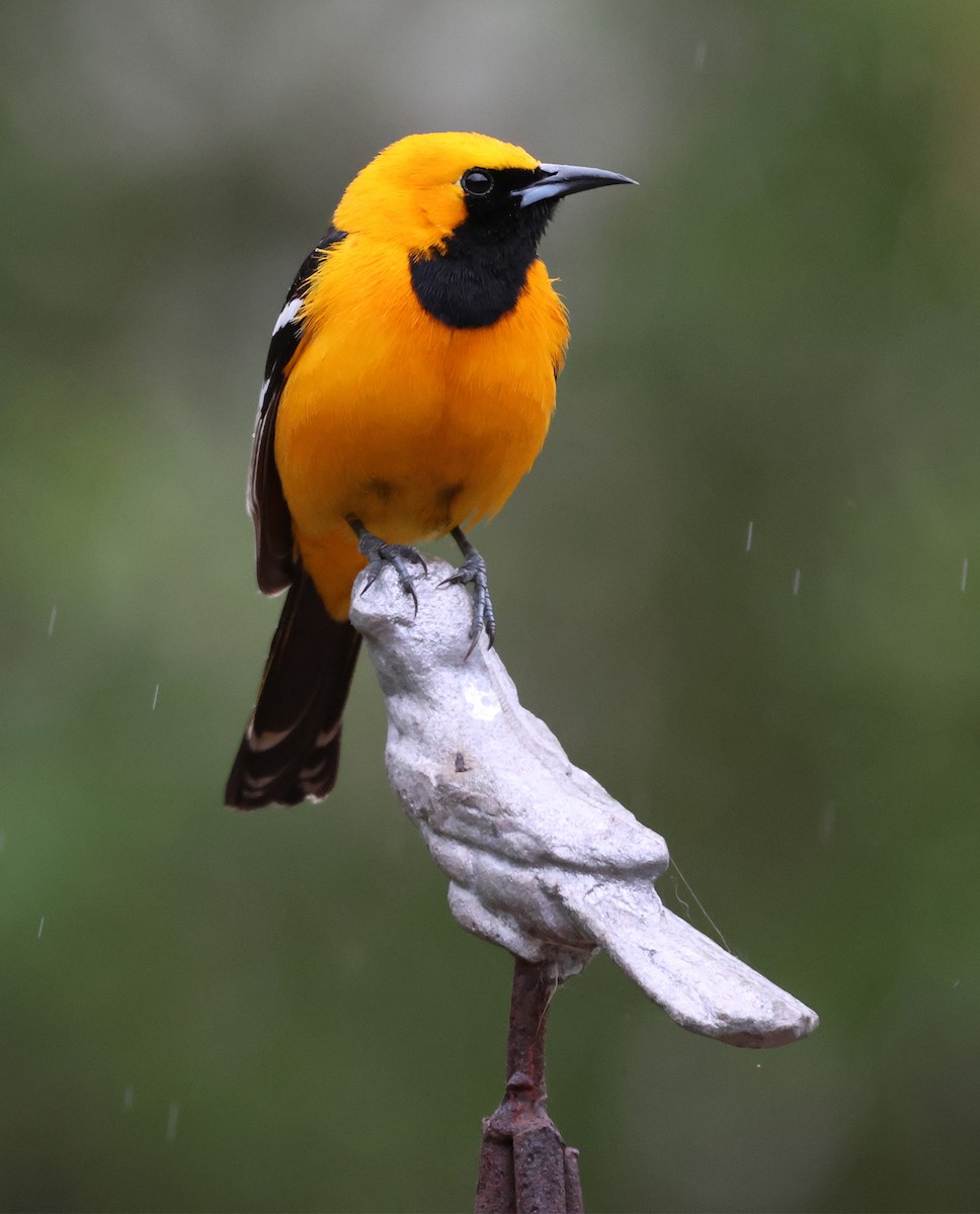 Hooded Oriole (nelsoni Group) - ML617403887