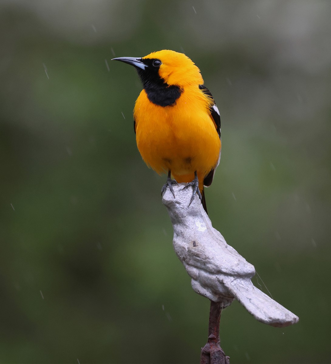 Hooded Oriole (nelsoni Group) - ML617403889