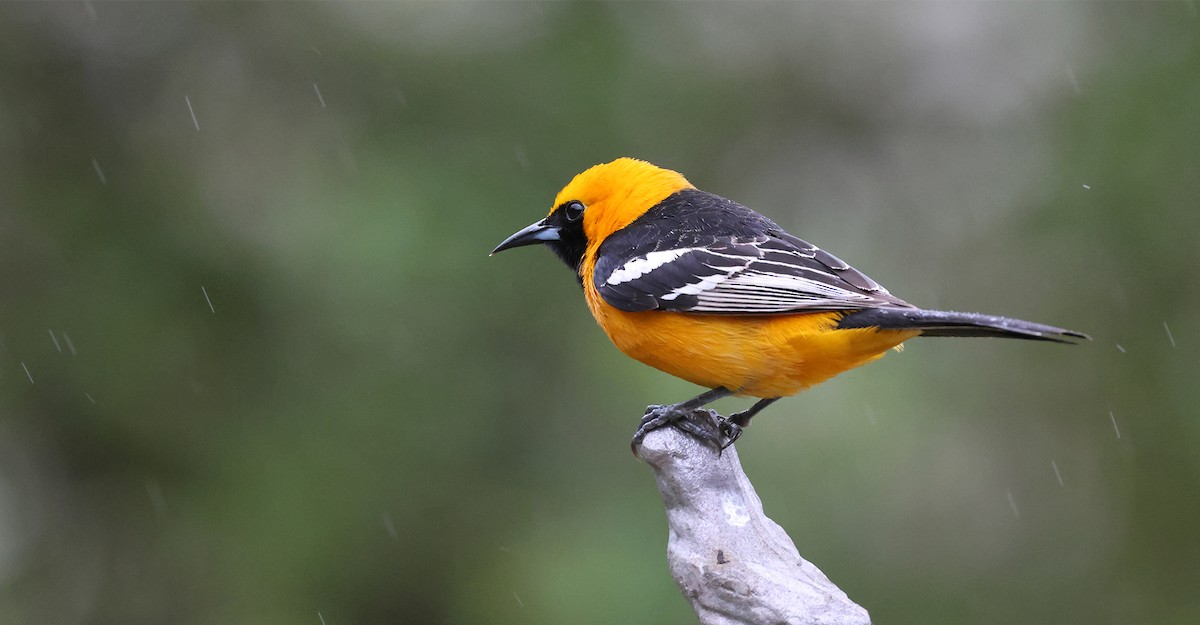 Hooded Oriole (nelsoni Group) - ML617403891