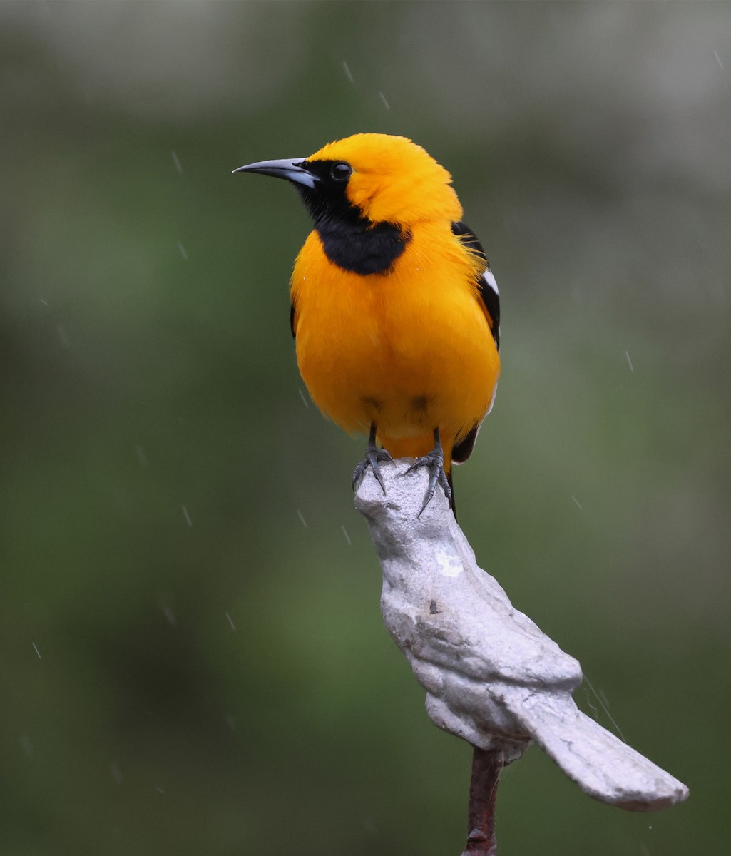 Hooded Oriole (nelsoni Group) - ML617403892
