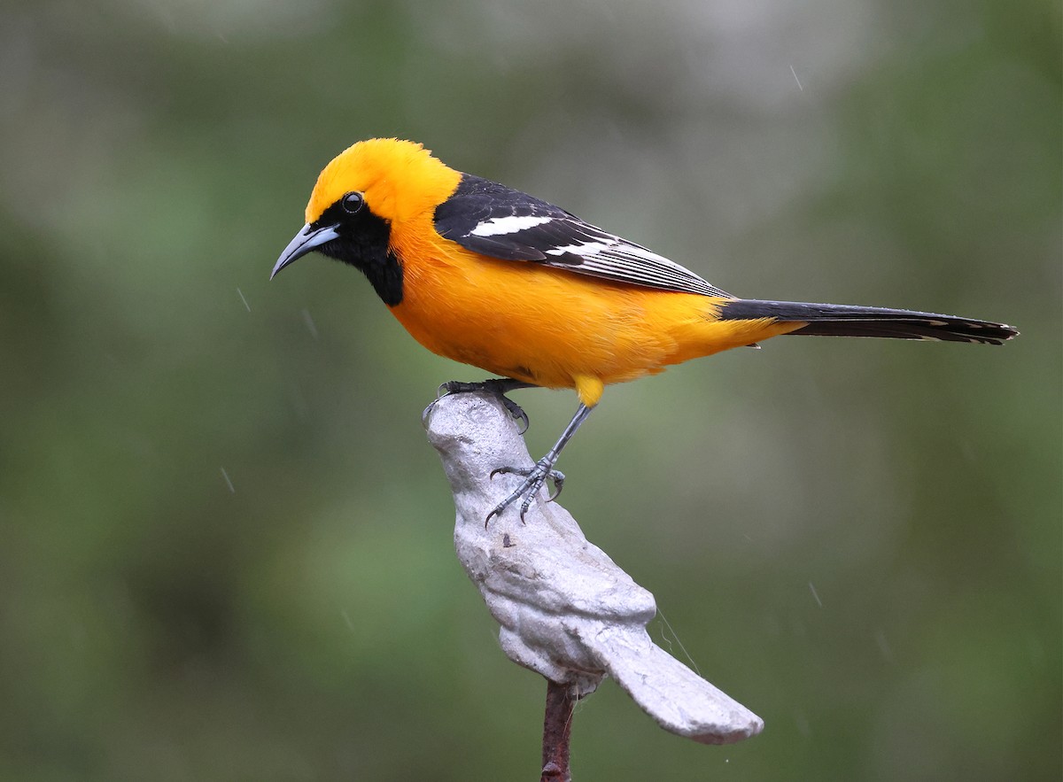 Hooded Oriole (nelsoni Group) - ML617403893