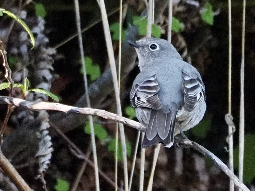 Townsend's Solitaire - ML617403907