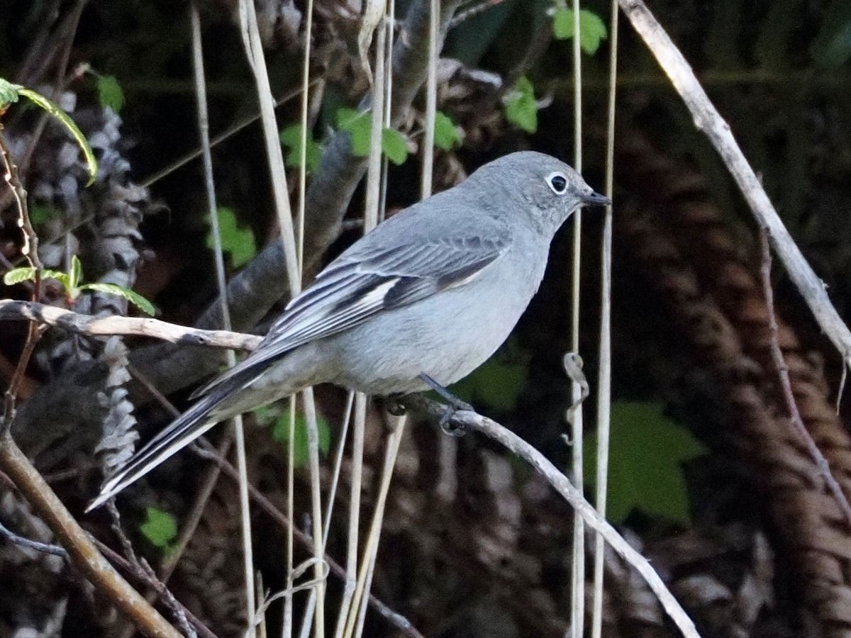 Townsend's Solitaire - Wendy Feltham
