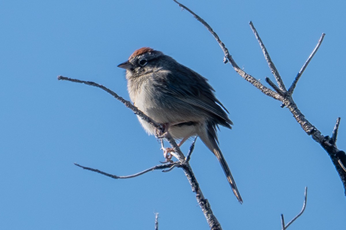 Rufous-crowned Sparrow - ML617403924