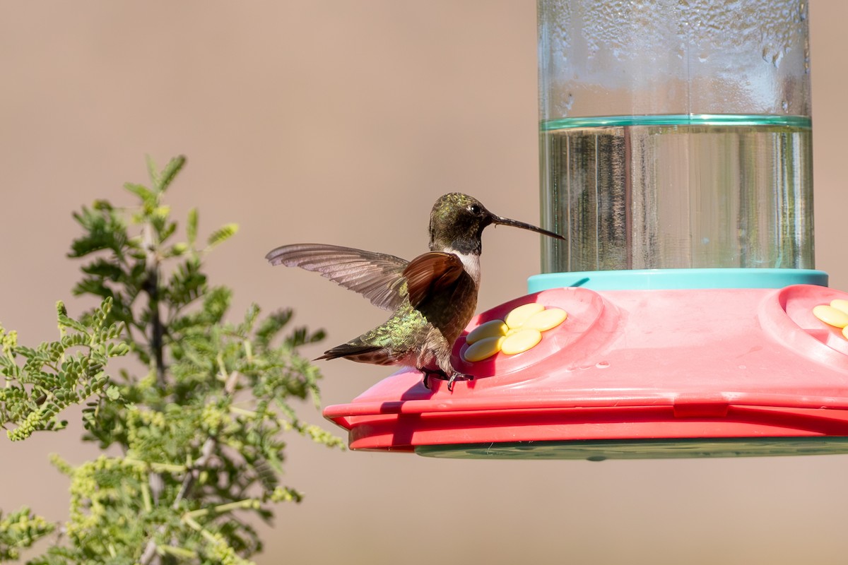 Black-chinned Hummingbird - ML617403951