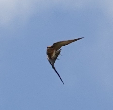 Cave Swallow - ML617404086