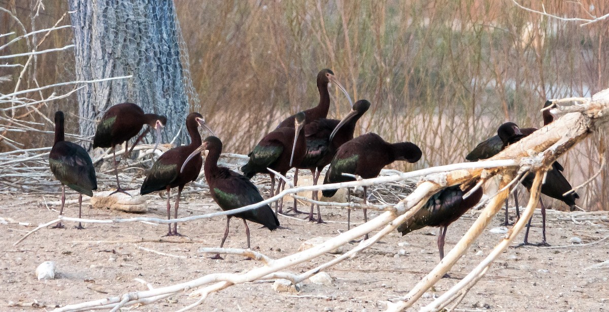 ibis americký - ML617404087