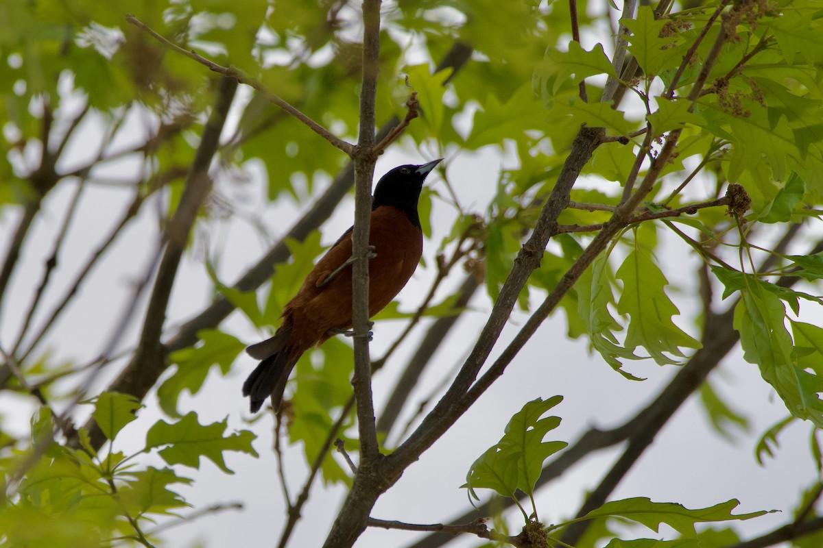 Orchard Oriole - ML617404180