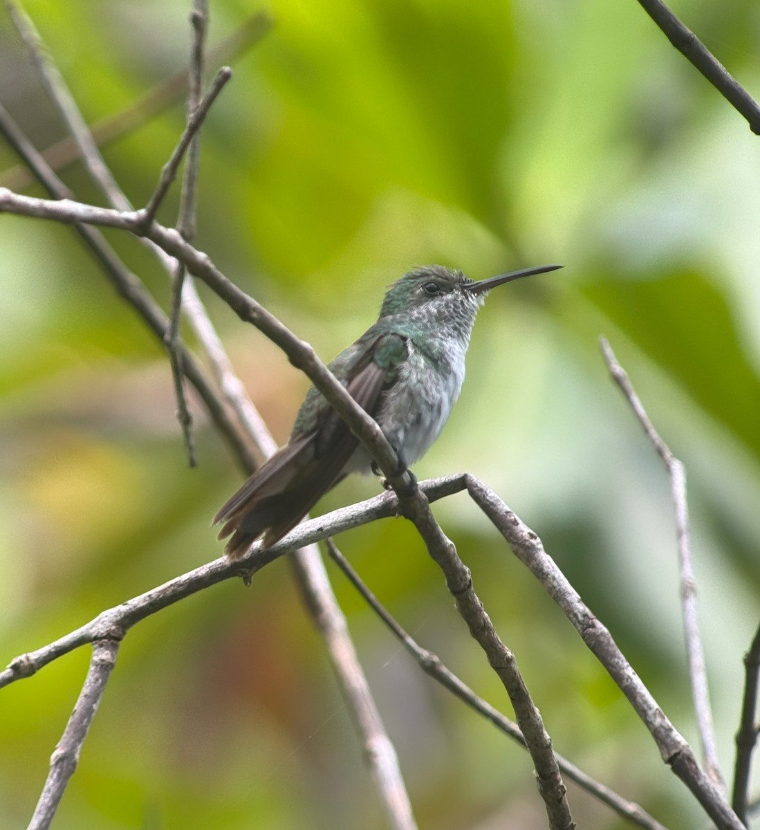 kolibřík mangrovový - ML617404197