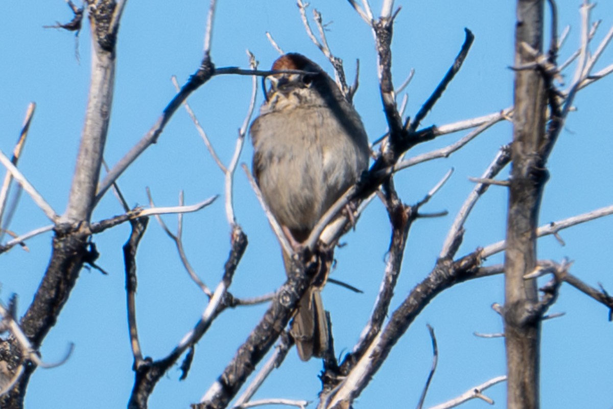 Rufous-crowned Sparrow - ML617404279