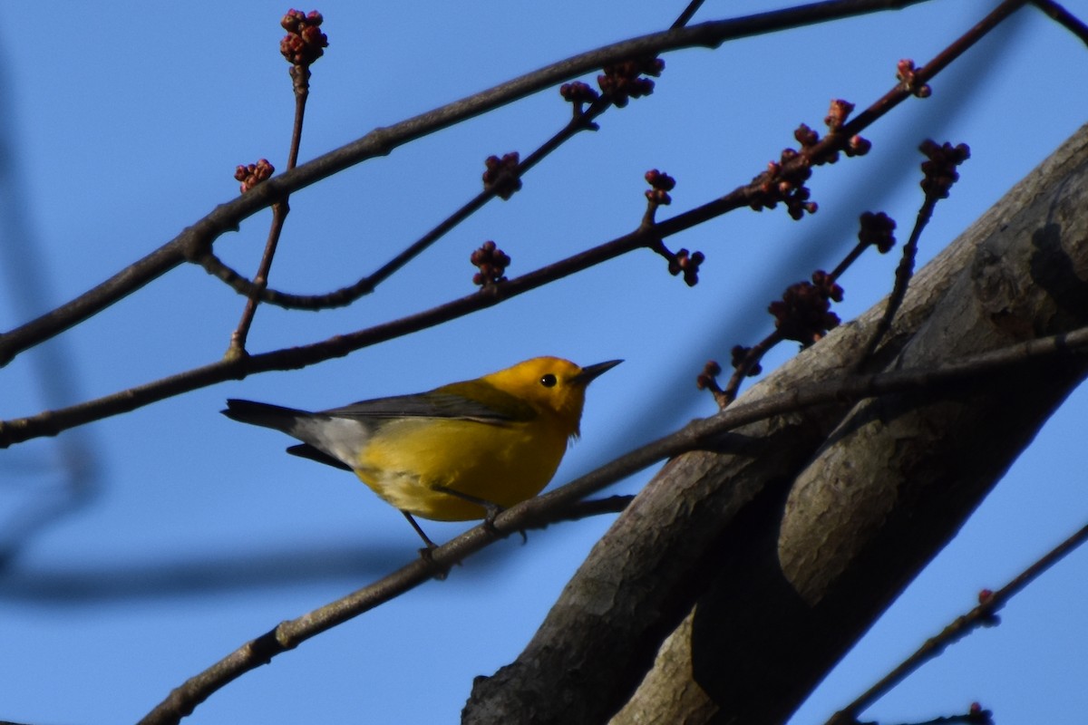 Prothonotary Warbler - ML617404329
