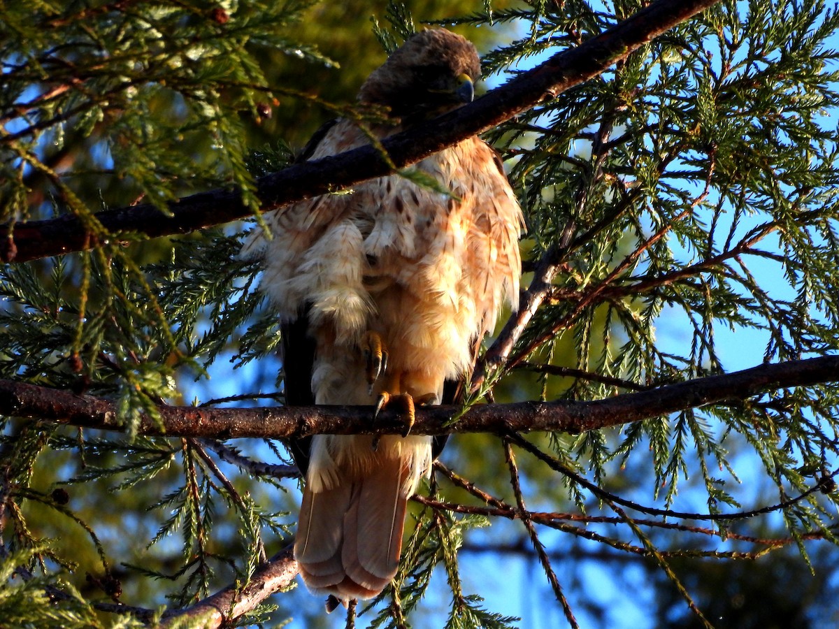 Red-tailed Hawk - ML617404331