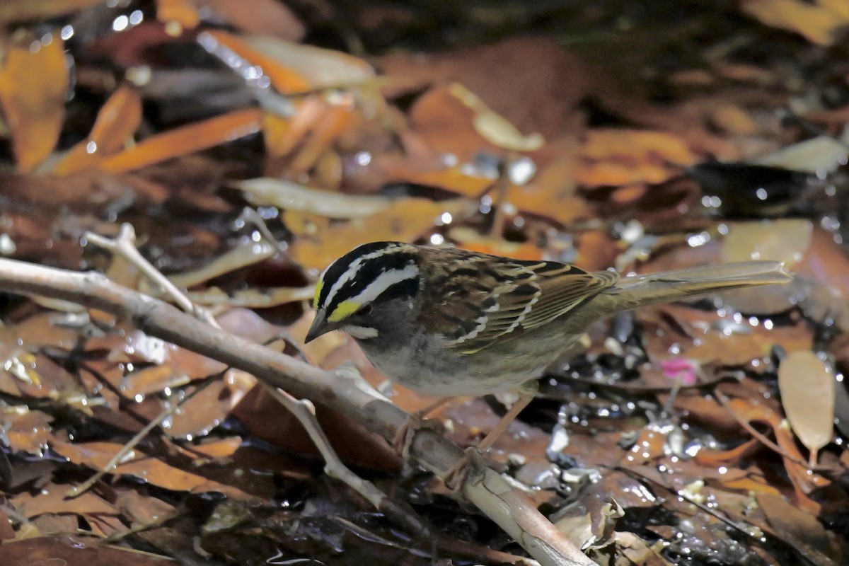 White-throated Sparrow - ML617404336