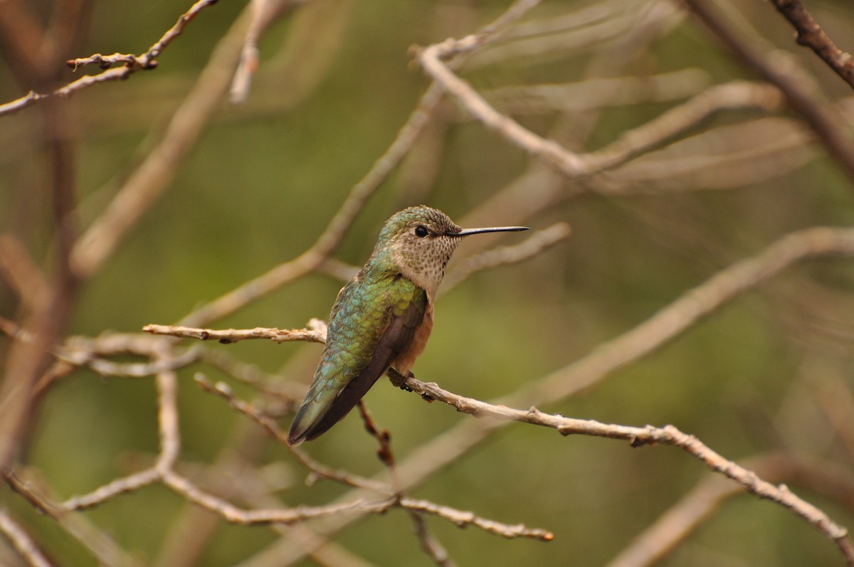 Broad-tailed Hummingbird - ML617404355