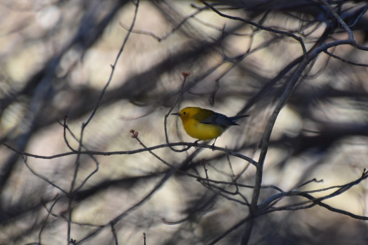 Prothonotary Warbler - ML617404367