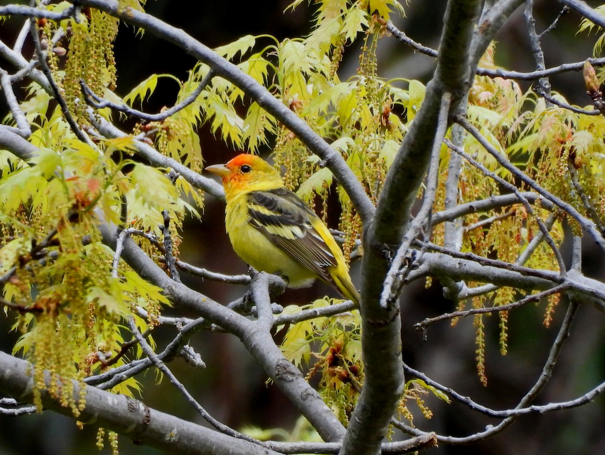 Western Tanager - ML617404369