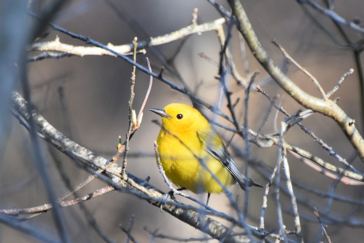 Prothonotary Warbler - ML617404378