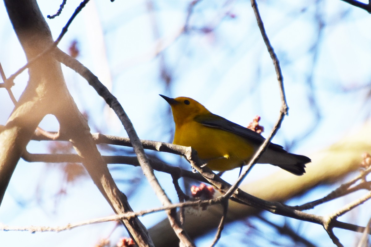 Prothonotary Warbler - ML617404393